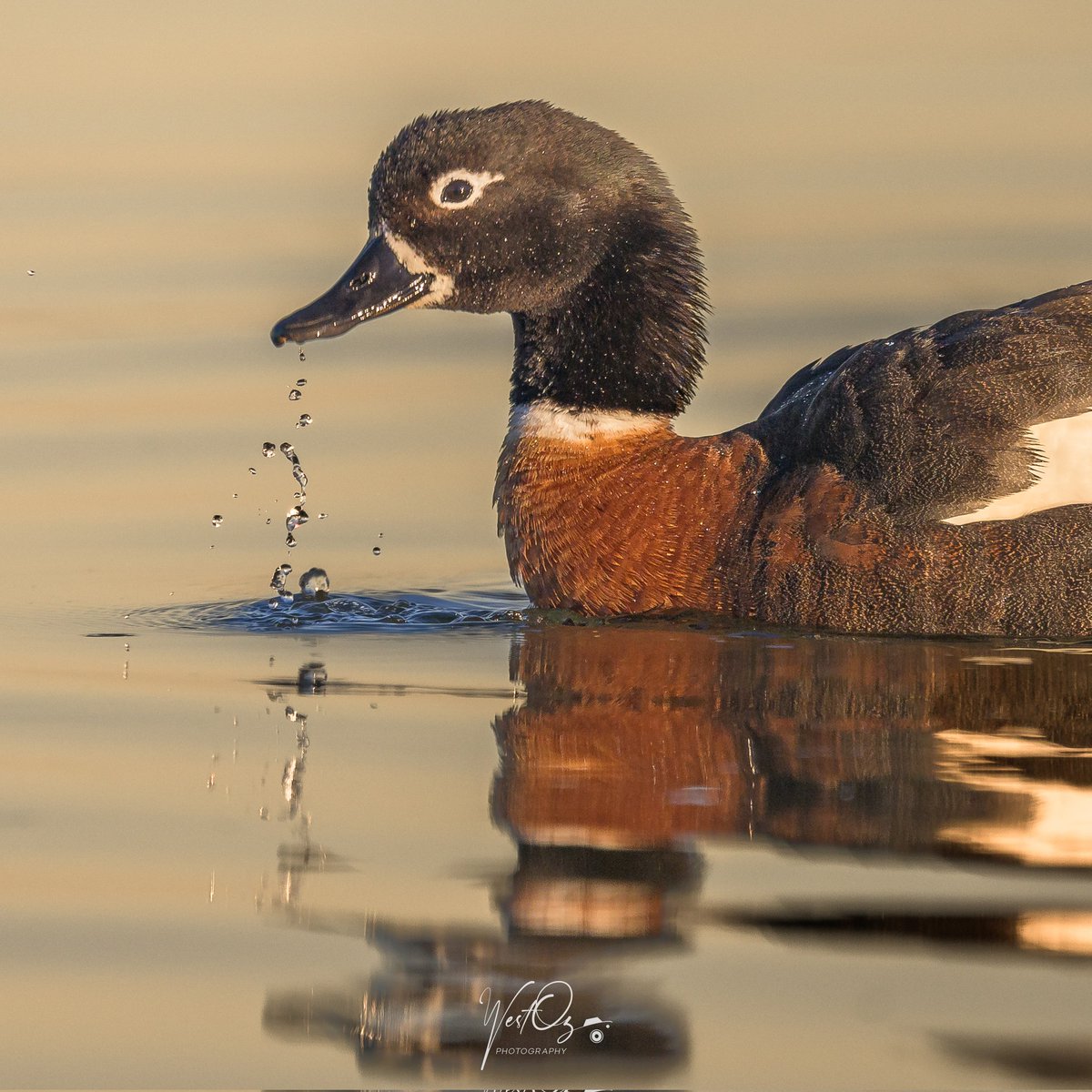 Like water of an Australian Shelducks beak!!

#duck #bird #birds #birdphotography #birdsoftwitter