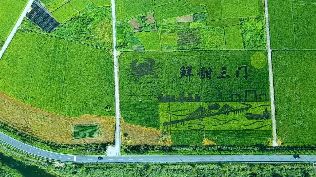 Yummy_Sanmen's tweet image. Sanmen is the &quot;Hometown of green crabs in China&quot;. 🦀
Recently, the gardeners made a painting on the rice field.How wonderful beauty!🤩
#PastoralScenery #PaddyField  #GreenCrab #SanMen  #Tourist
三门是“中国青蟹之乡”。最近，园丁们在稻田上画了一幅画，是不是美翻了！