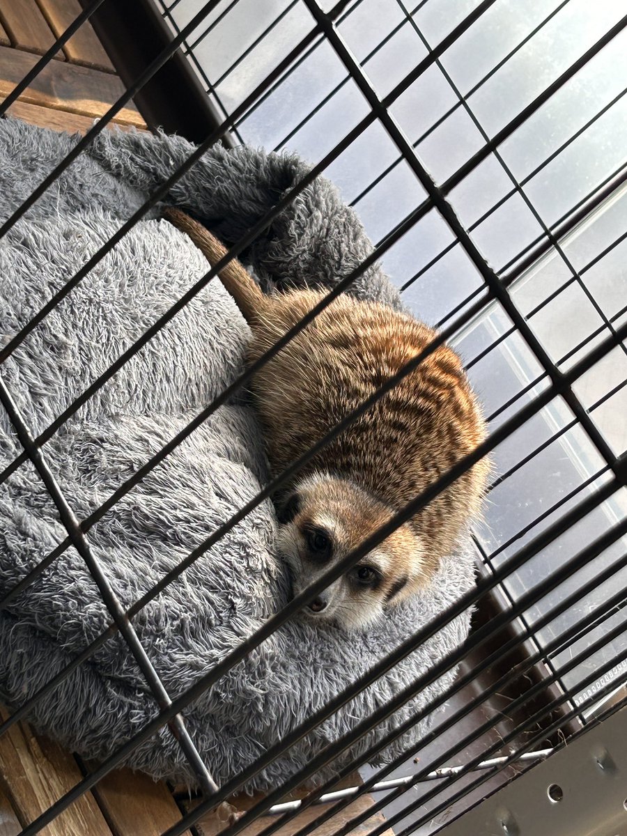 HighREP008's tweet image. 我が家のツチノコです！！
#ミーアキャット