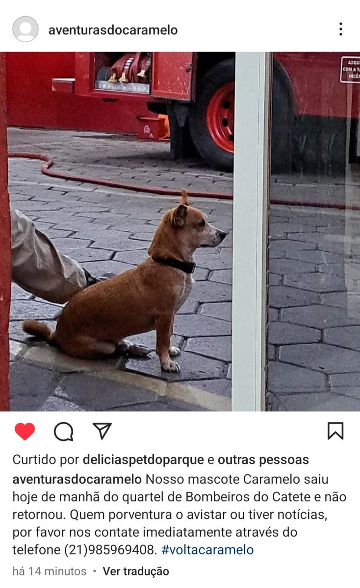 danielacalcia's tweet image. #RJ Nosso amigo Caramelo sumiu. Podem ajudar pedindo em suas redes e contato se alguém o encontrar, ele é mascote dos Bombeiros na Praça São Salvador, em #Laranjeiras. Caso o encontre, entre em contato: 21 98596-9628. Obrigada! #pontodeencontro #procuracachorro
