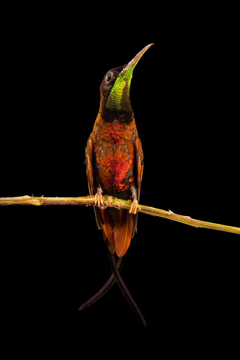 NatGeoEspana's tweet photo. Un colibrí topacio carmesí, en la selva tropical de América del Sur.  Es una de las especies de colibríes más coloridas y llamativas, encontrándose a altitudes de entre 1.500 y 3.000 metros sobre el nivel del mar.

📸: Joel Sartore. https://t.co/Wba7edNWzX