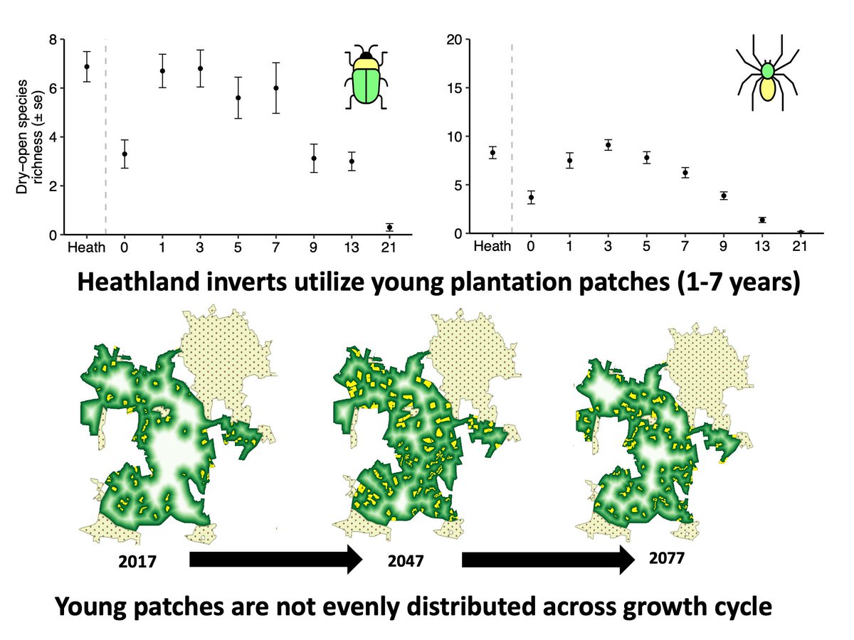 AER_ESE_BES's tweet photo. 🕷🐞 Vulnerable, open-habitat #invertebrates utilise young pine #planation patches (thus increases conservation value) – configuring pine at different growth stages could help support regional conservation priorities
Read here: https://t.co/GOrJUetTUj
@S_M_PEDLEY @PaulDolman3 https://t.co/Obe5uQAke9