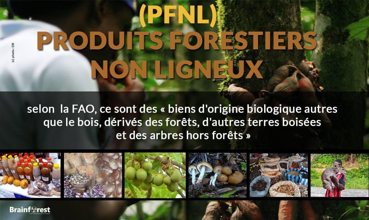 BrainforestG's tweet photo. On apprend quelque chose de nouveau ce matin ? A votre avis, comment peut-on valoriser les PFNL ?
#Bon_début_de_semaine
#PFNL
#Brainforest https://t.co/WxsHVI64Xu