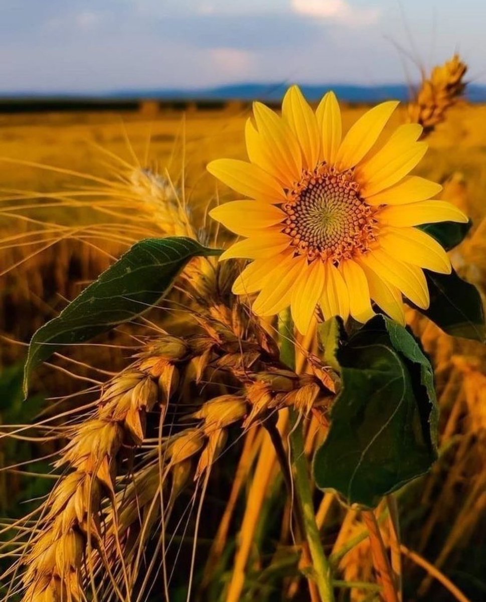 sunflower_fans's tweet photo. A sunflower teaches us so much about love." https://t.co/oS6OorKwPa