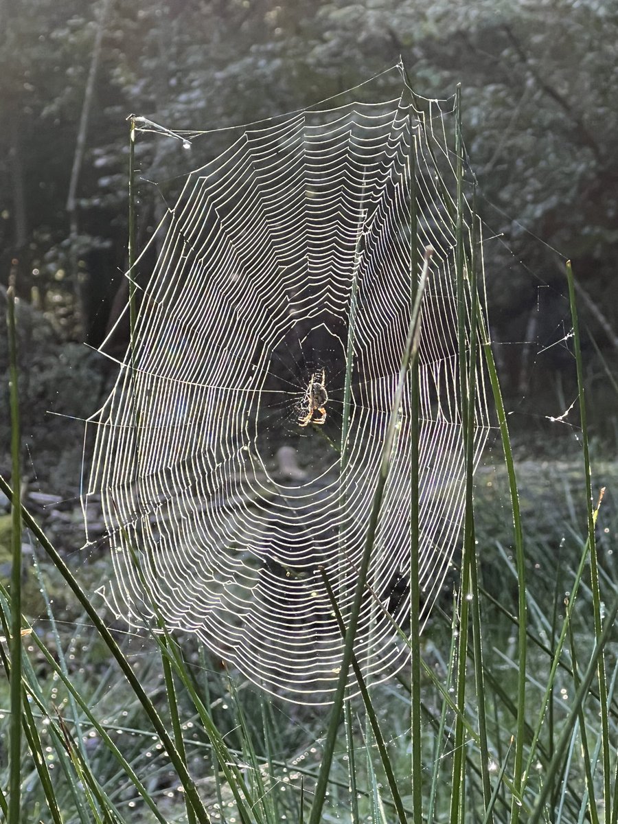 No craftsperson on earth could make this , nor add the dew or shine the sun , to make this art that lifts the heart . Only nature , the Garden Spider , can do this . Yet nature is being exterminated . Please join us this Thursday . . . Details here RestoreNatureNow.com