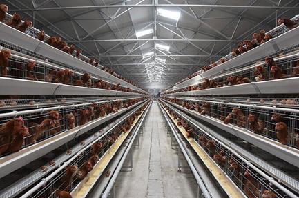 LiviCage's tweet photo. Apart from saving space and investment in houses, the growing conditions and results also seem to be much better with a multi-tier layer colony system.

#egg #layercage #chickenarming #chicken #poultry #batterycage https://t.co/RNSL87sxlu