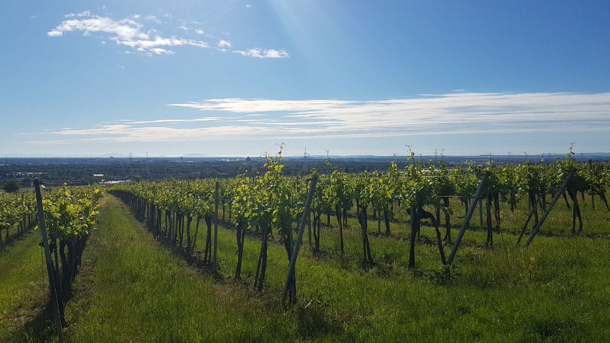 YWP Stammtisch in Wien: Dienstag 3. Oktober 2023 ab 18.00 Uhr; Heuriger 10er Marie (Ottakring); Details und Anmeldung: forms.gle/ridG2uY9hAvHr8…
#Wasserstammtisch #youngwaterprofessionals