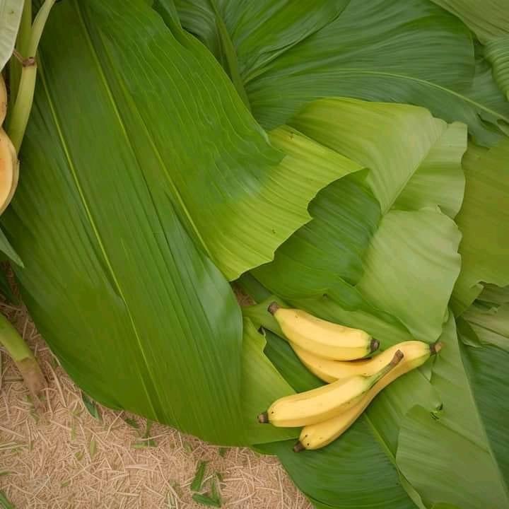 Gusthadh's tweet photo. @SirJm13 പഴവും Save ചെയ്യാം തള്ളയോളി

നിൻ്റെ തള്ളേടെ മൊല വെട്ടി അച്ചാർ ഇടും ത��്ളയോളി 🥵🔥 https://t.co/a7nRR63oep