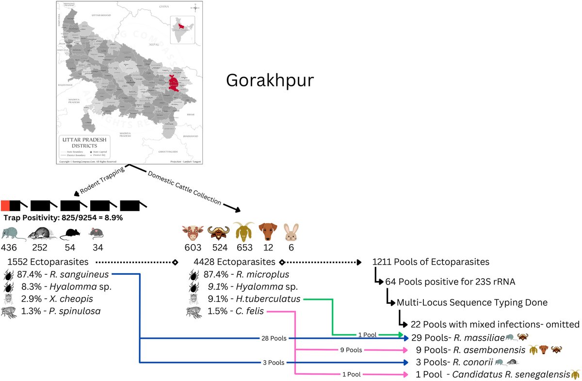 Evidence on the prevalence of emerging and re-emerging tick- and flea-borne rickettsial agents in acute encephalitis syndrome endemic areas of northeast Uttar Pradesh, India: doi.org/10.1111/mve.12… 
#InsectVectors #InsectBorneDiseases #Rickettsia #Encephalitis #Ticks #Fleas