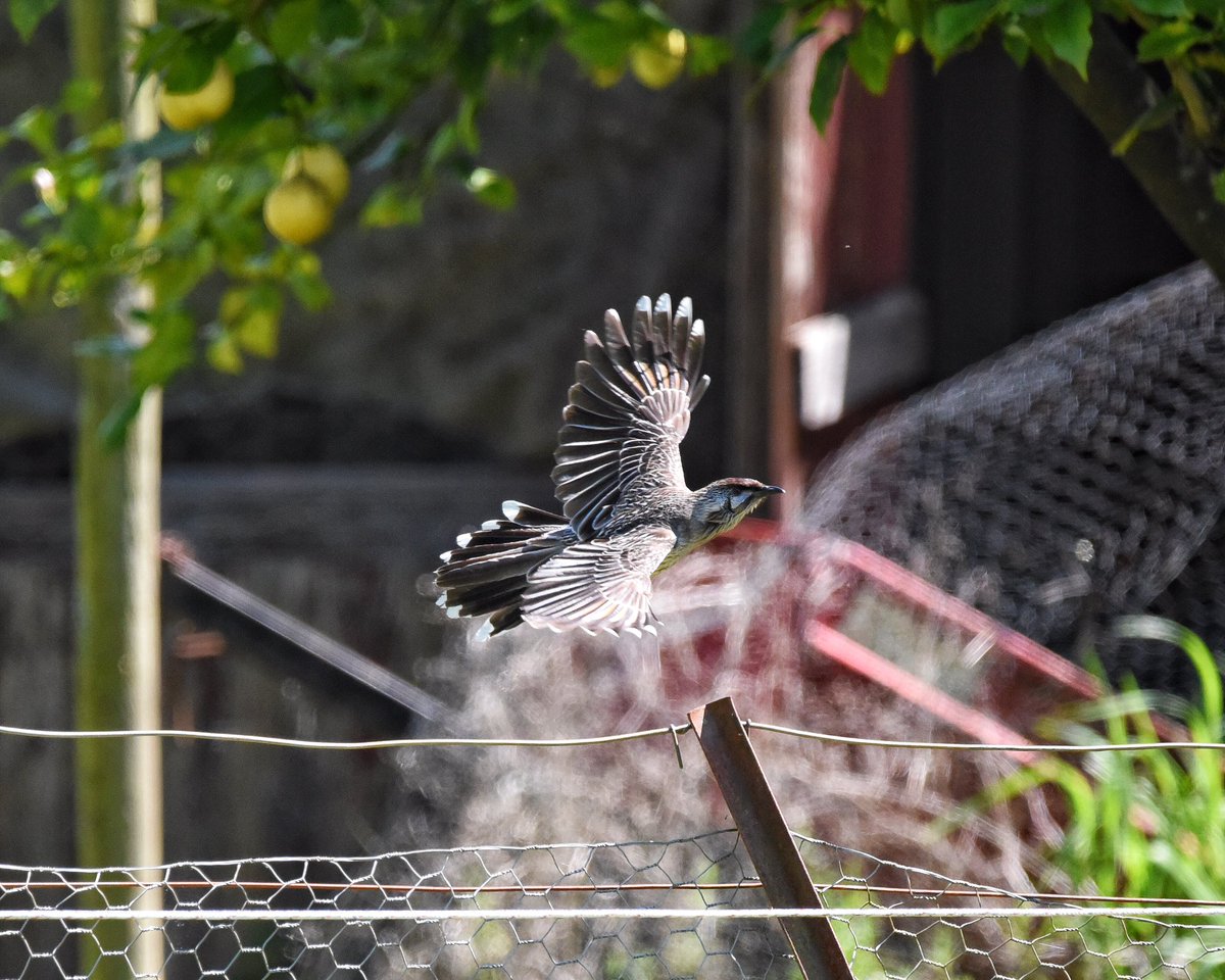 GPMooreEsq's tweet photo. Magpie in waiting!
Magpies at this time of year are renowned for their territorial swooping. I nominate a second species to be watched - the humble Red wattlebird. They’re manic & aggressive so watch out peeps.
#wildoz #ozbirds #redwattlebird #swoop #birdsinflight https://t.co/R0ZQCqAS7k