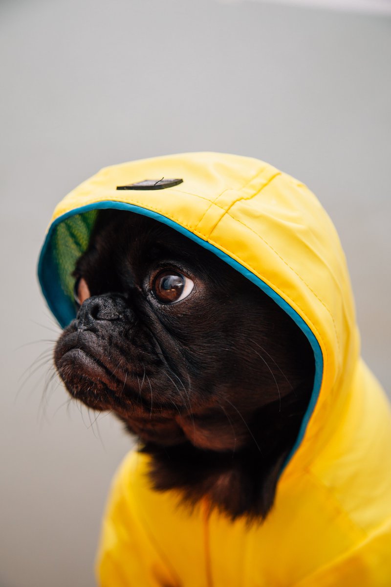 OneMinuteBriefs's tweet photo. One Minute Brief of the Day:
Create posters to advertise ANYTHING featuring this Pug!! #PugLife

Tweet yours to feature in the daily album at: https://t.co/E9OTk01APT

Winners could also be featured at https://t.co/zzrQaO08rQ &amp; https://t.co/ziABkM9YA7 RT https://t.co/sNEKx27r5m