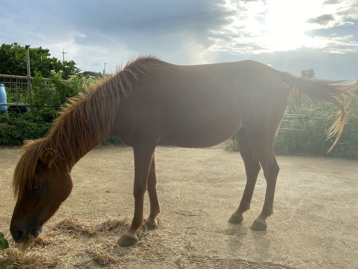 宮古馬さん🐴

日本在来馬８種の一つで、
沖縄県の天然記念物として
文化財指定されている。
現在は48頭が生息…らしい🐙

大事にしていきたいですな🥺✨