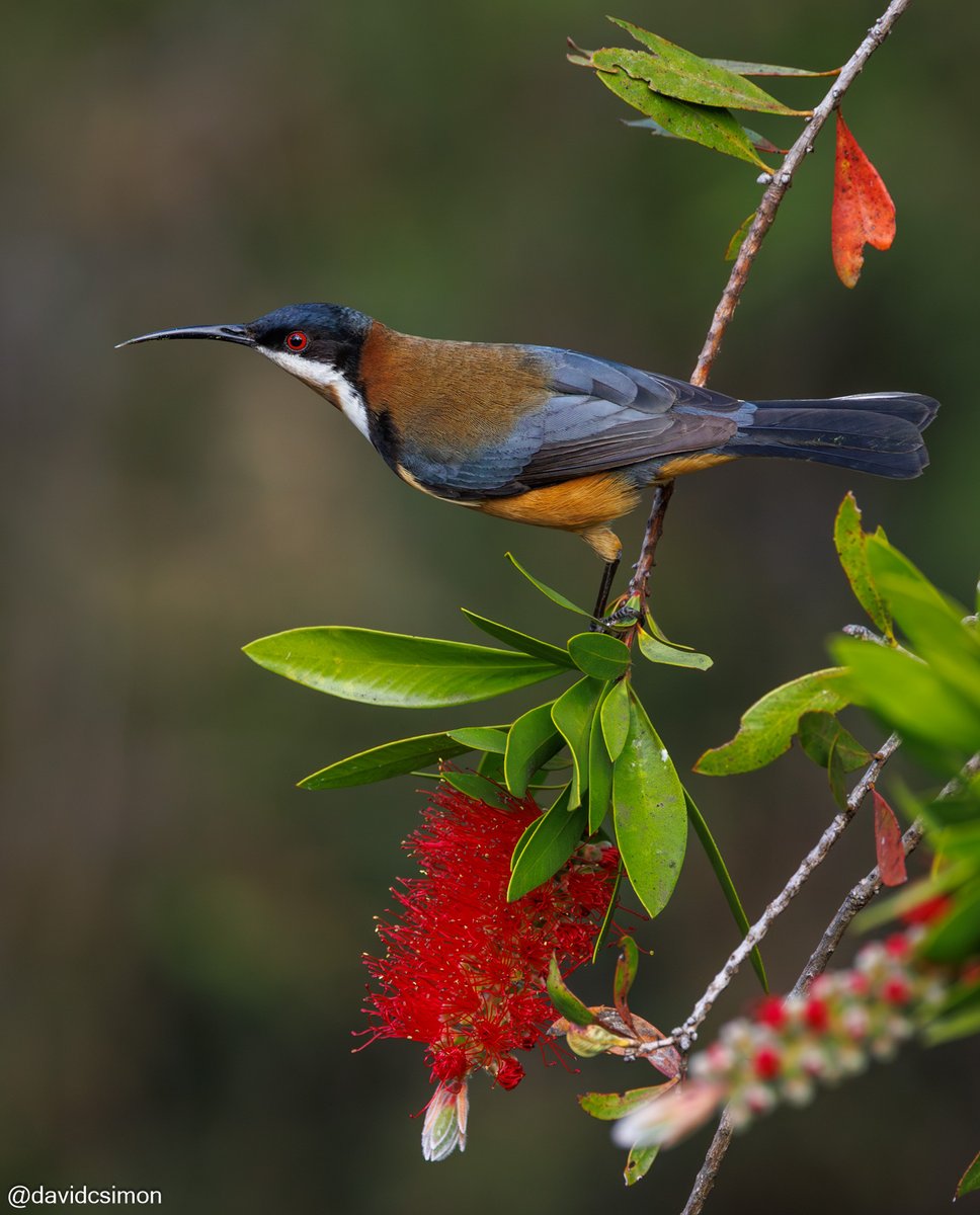 Our Callistemon is flowering again and the Eastern Spinebills are loving it.