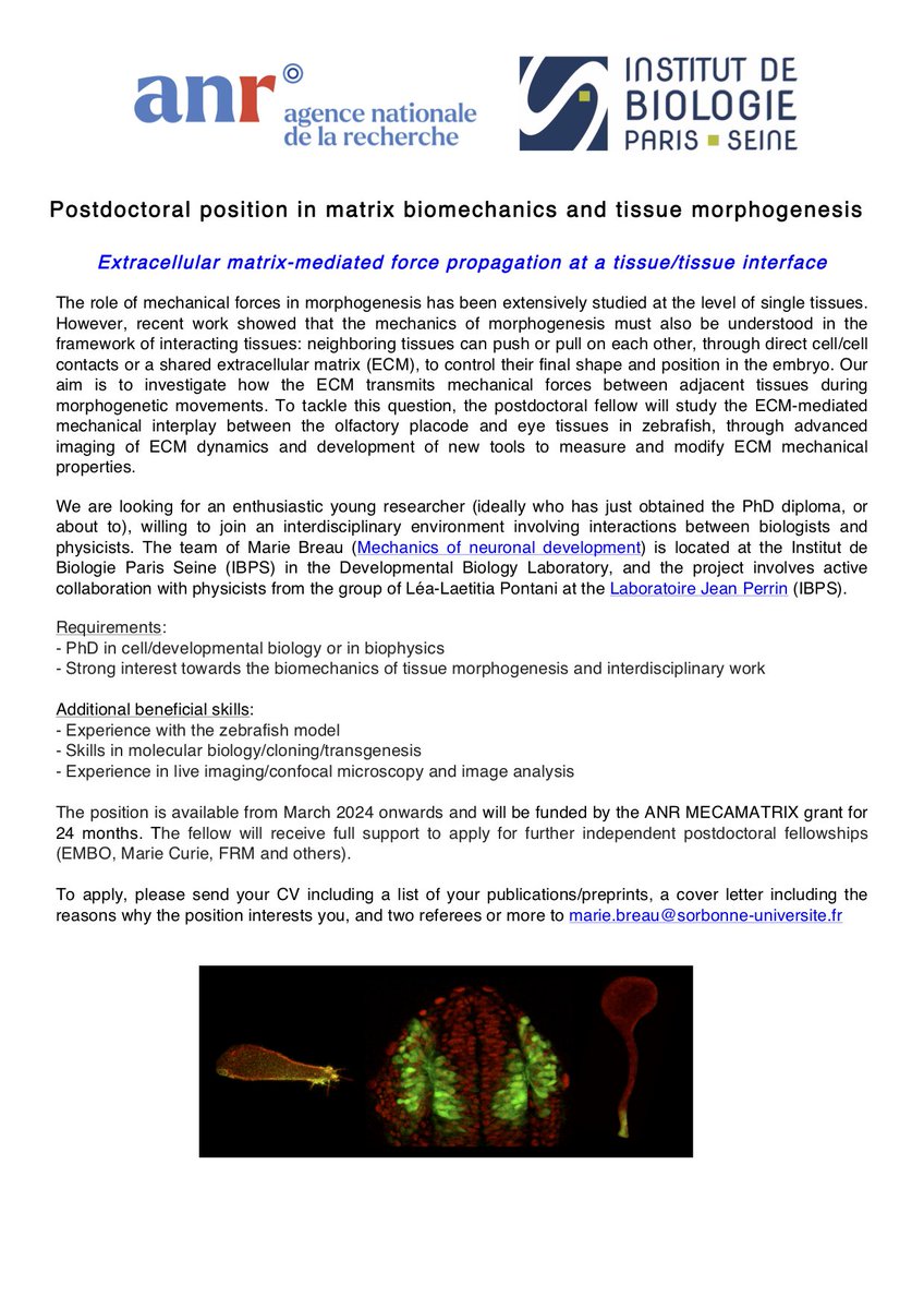 Please RT: ANR funded 2y postdoc position @IBPS_Paris! We are looking for a postdoctoral fellow to explore how the ECM propagates mechanical forces between two tissues in zebrafish. #DevBio #ECM #zebrafish #morphogenesis