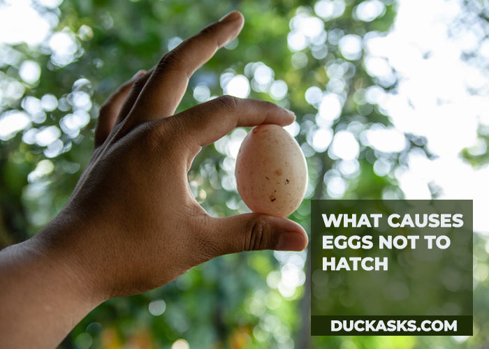 duck_asks's tweet photo. What Month Do Ducklings Hatch? It’s the duck breeding season that starts typically from mid-March in the United States. https://t.co/7Q2Atdn7oB #Ducklings #Hatch #Duck #DuckAsks https://t.co/TgWLCIEK5k