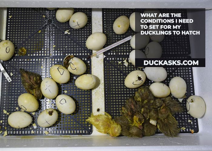 duck_asks's tweet photo. What Month Do Ducklings Hatch? It’s the duck breeding season that starts typically from mid-March in the United States. https://t.co/7Q2Atdn7oB #Ducklings #Hatch #Duck #DuckAsks https://t.co/TgWLCIEK5k