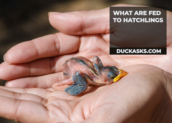 duck_asks's tweet photo. What Month Do Ducklings Hatch? It’s the duck breeding season that starts typically from mid-March in the United States. https://t.co/7Q2Atdn7oB #Ducklings #Hatch #Duck #DuckAsks https://t.co/TgWLCIEK5k
