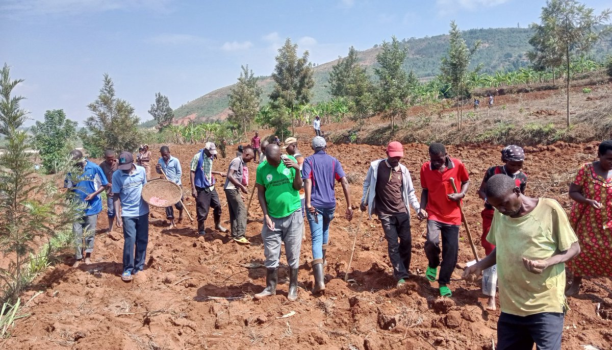 NyanzaDistrict's tweet photo. Minisitiri wa @RwandaGender akaba n'Imboni y'Akarere muri Guverinoma @Dr_Uwamariya ari kumwe  Mayor @Erasmen, yifatanyije n'abaturage mu gutangiza igihembwe cy'ihinga 2024A haterwa ibigori kuri site ya Kibutura mu murenge wa Busoro. Ni site ifite ubuso bungana na hegitari 45 https://t.co/zbcC6WNWfE