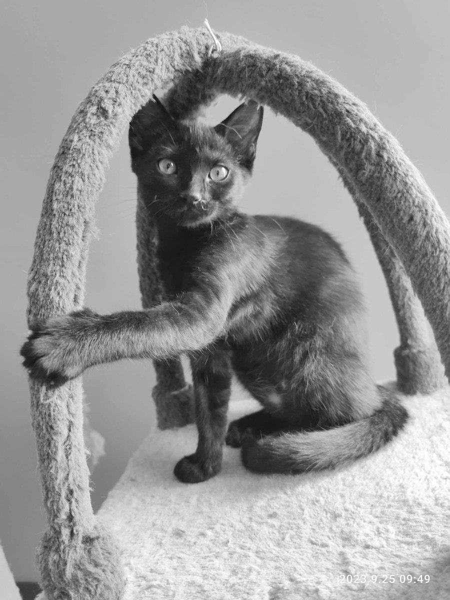 aace_45's tweet photo. Urxa, magnifique petite panthère noire ( qui pourrait être en train de muer smoke ) attend sa famille pour la vie.
De nature plutôt calme, très câline et ronronnante, elle vous attend à Vennecy.
Une adoption avec un de ses copains d'aventures serait top
 aace.adoption@hotmail.com https://t.co/OVh5Gzu51q
