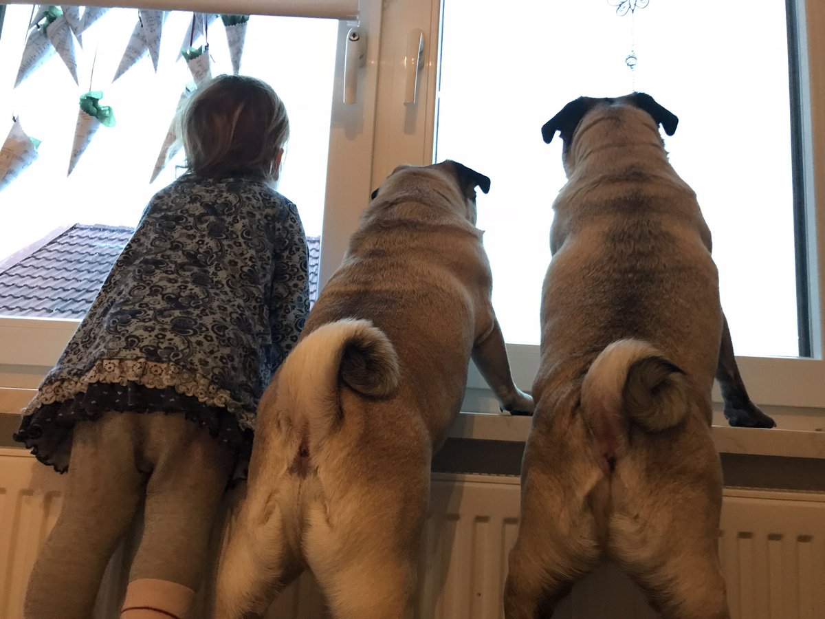 Mopsmutti's tweet photo. @98mercedes98 https://t.co/uPqSQI3rKx