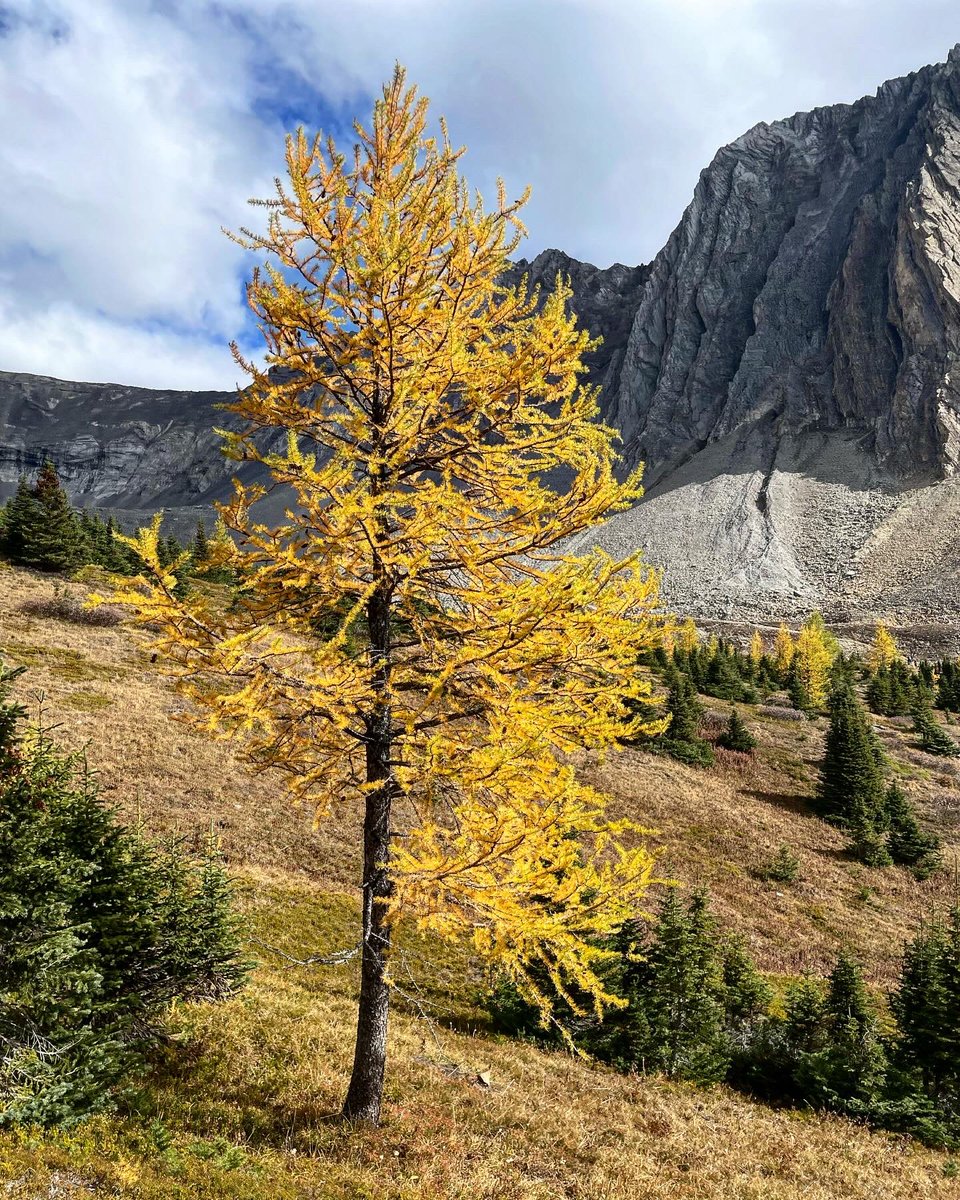 AutumnLeeigh's tweet photo. Fall time is the best time 🫶🌻🌼🌲💛 https://t.co/kRgEcgGxm4