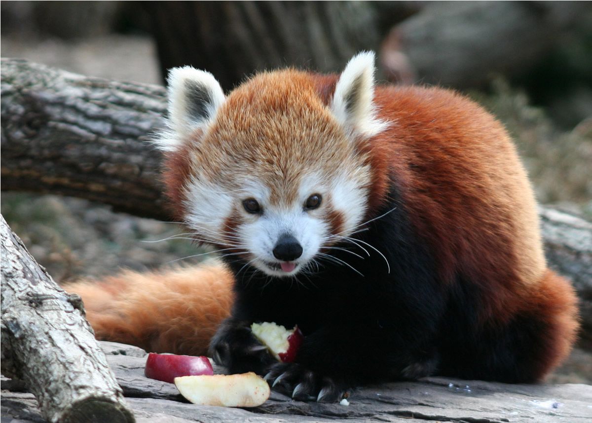 ILoveRedPanda1's tweet photo. I love eating apple🍒🍒🍒🍒🍒 https://t.co/jssmqdtnrK