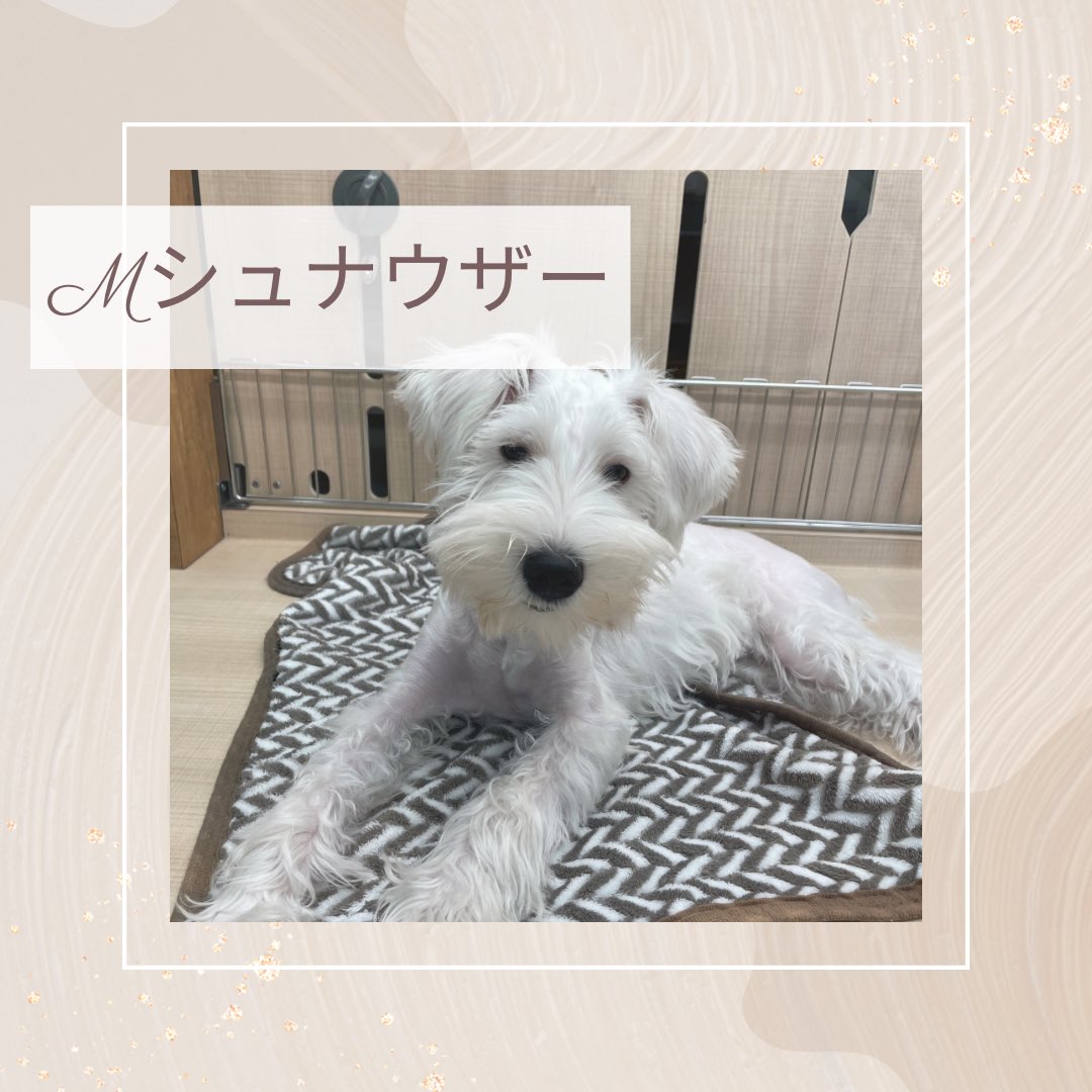 羊毛フェルト干支だるまミニチュアシュナウザー12個セット 羊毛