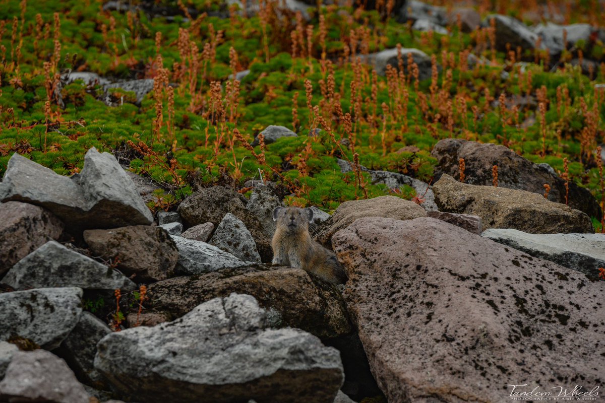 An American Pika giving me the stare-down as we hiked part of the Chain Lakes trail ⛰️

#pnw #sonorthwest #wawx #ThePhotoHour #MountBaker #Pika