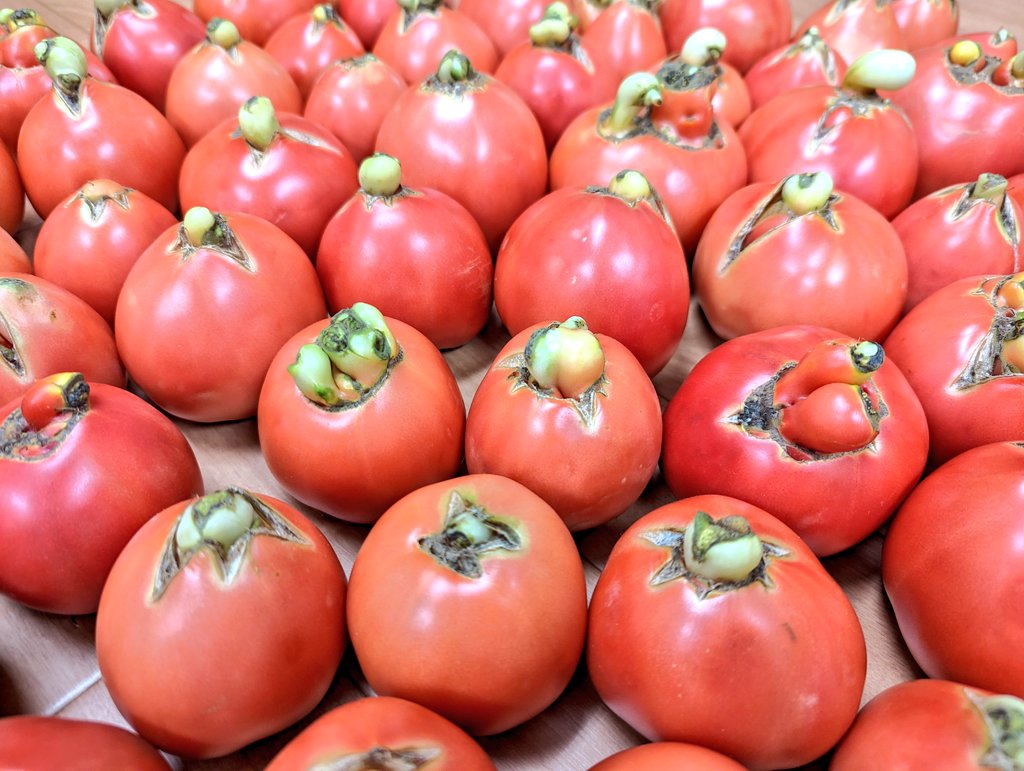 トマトの先が裂けて果実内部の組織が二次肥大した結果できる当農園通称