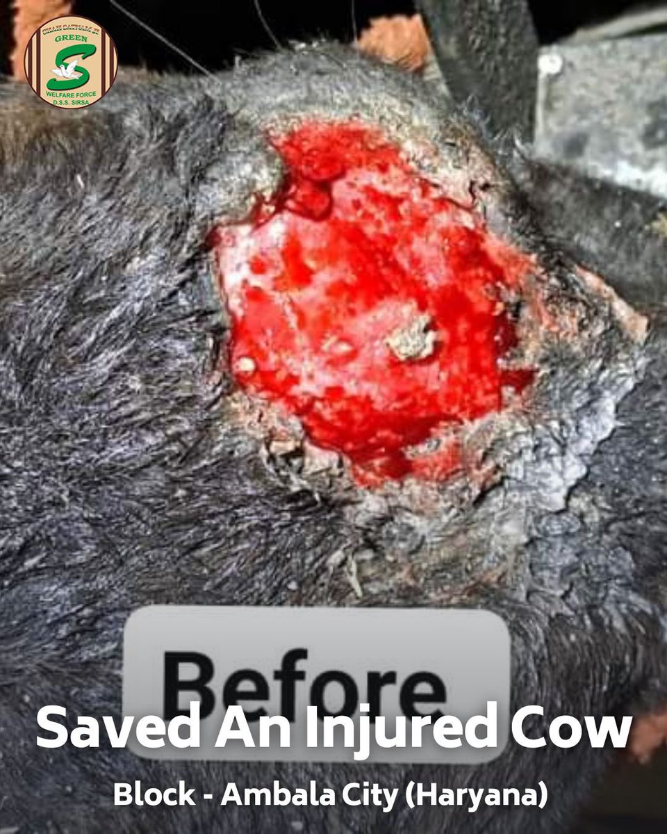 GreenSwelfares's tweet photo. Salute to the compassionate Shah Satnam Ji Green 'S' Welfare Force Wing volunteer in Ambala City, Haryana, for their noble act of saving an injured cow and providing crucial medical treatment. Let's continue to support and rescue animals in need. #AnimalWelfare #MedicalTreatment #DeraSachaSauda