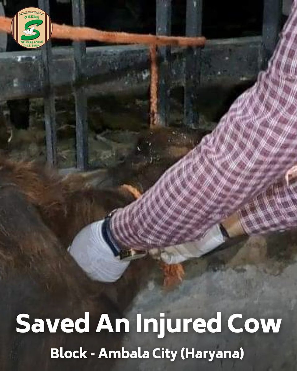 GreenSwelfares's tweet photo. Salute to the compassionate Shah Satnam Ji Green 'S' Welfare Force Wing volunteer in Ambala City, Haryana, for their noble act of saving an injured cow and providing crucial medical treatment. Let's continue to support and rescue animals in need. #AnimalWelfare #MedicalTreatment #DeraSachaSauda