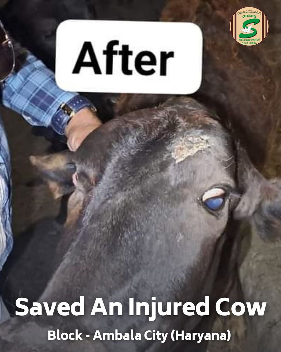GreenSwelfares's tweet photo. Salute to the compassionate Shah Satnam Ji Green 'S' Welfare Force Wing volunteer in Ambala City, Haryana, for their noble act of saving an injured cow and providing crucial medical treatment. Let's continue to support and rescue animals in need. #AnimalWelfare #MedicalTreatment #DeraSachaSauda
