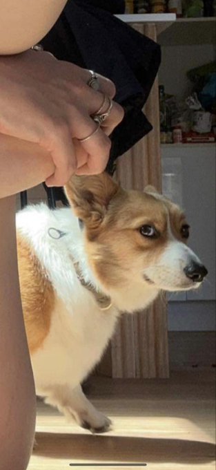 My dogs face of disapproval whilst I take nudes https://t.co/QXd9BQLzZB
