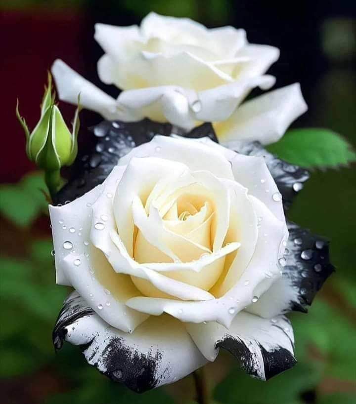 صباح السعادة ..
لمن يعكسون الجمال..
   وينشرون طيب الكلام ..
دمتم وروداً تفوح حباً وعطراً..🥀