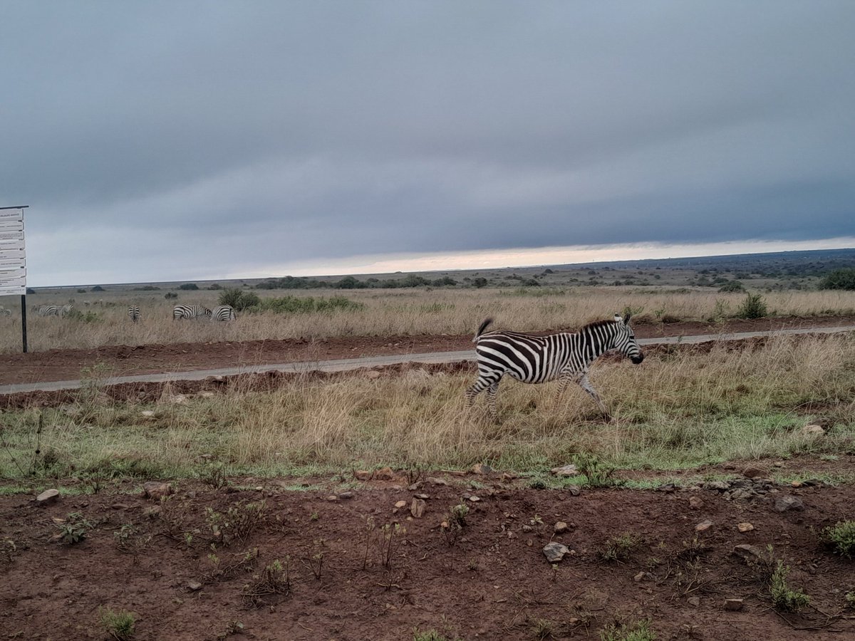 DancomTours's tweet photo. Nairobi National park is The World's only Wildlife Capital
For Bookings Call
0745779022
#dancomtours #safari #wildlife #adventure #big #vacation #nature #photooftheday #photography #holiday https://t.co/kmlGuszT6y