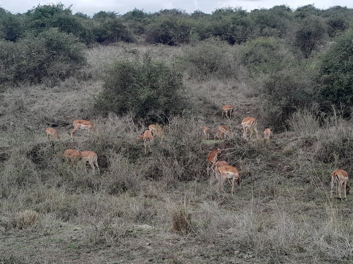 DancomTours's tweet photo. Nairobi National park is The World's only Wildlife Capital
For Bookings Call
0745779022
#dancomtours #safari #wildlife #adventure #big #vacation #nature #photooftheday #photography #holiday https://t.co/kmlGuszT6y