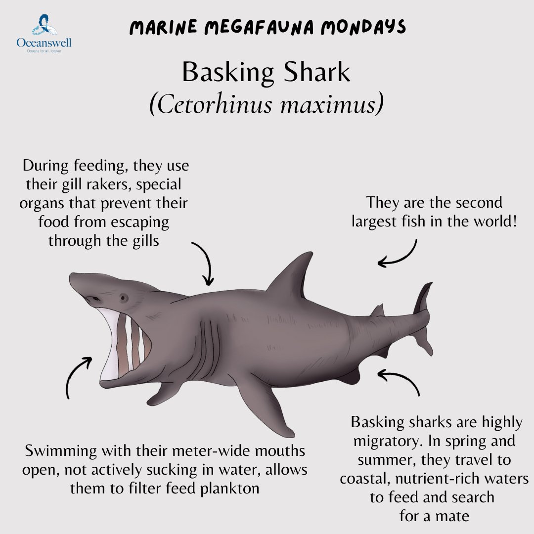 Oceanswell tweet media