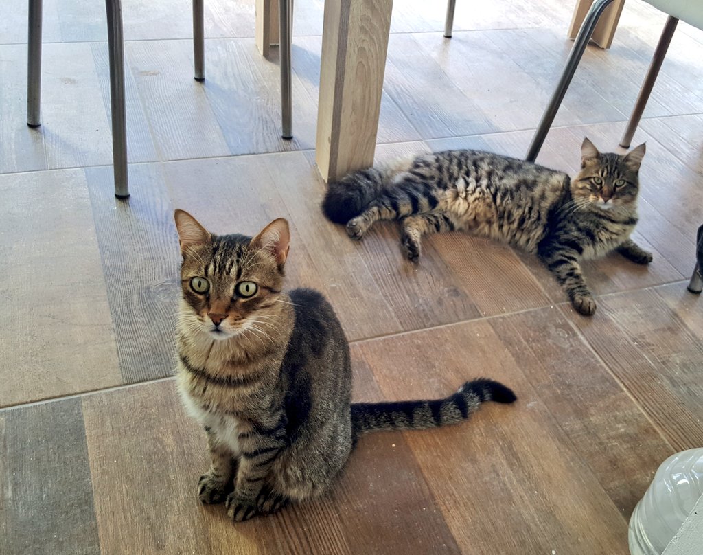 Kahvaltı bekleyen çocuklar... 
Badem &amp; Ortak. 

Hepimize günaydın. Mutlu, sağlıklı, huzurlu, bereketli bir hafta diliyoruz.❤