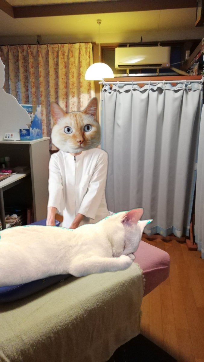 serapistm's tweet image. 🤔こーゆー時代がやって来るかも。
うちの看板(ФωФ)に客役♀️ちんたくん。

#ねこ宇宙 #看板ねこ