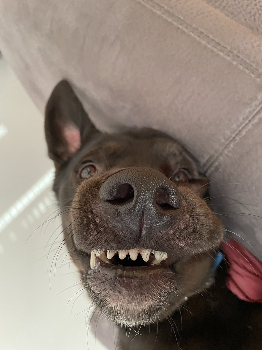 Guten Morgen liebes #Twitterrudel, mal mit viel Quatsch in die neue Woche starten 😃. Habt den Tag pfein liebe Pfreunde ❣️