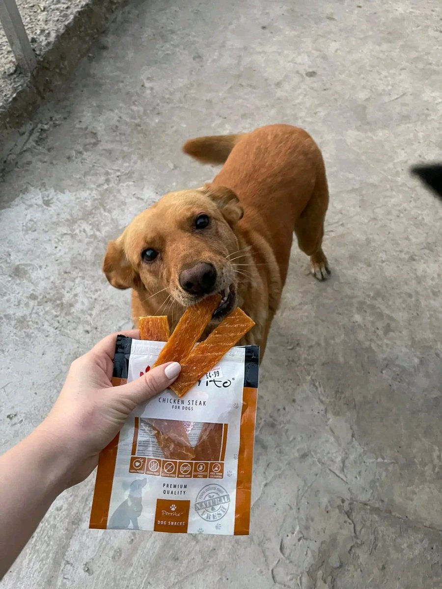 Tailscareua's tweet photo. Today we want to thank 
our dear Rebecca Renmant-Oliver for helping the homeless animals of Kharkiv🇺🇦❤️🐾
Thank you for the delicious pastes, food, dishes,
treats for dogs and cats🐕🐈 
Look how happy they are🥹🤗☺️~ ~It's all thanks to you

Let's save lives together🫶 https://t.co/U4qnmXIgel
