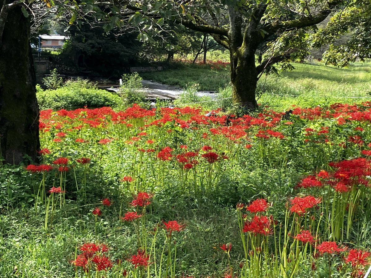 【曼珠沙華の開花状況🐣】

先週から咲き始めました曼珠沙華。
見頃満開ではないけどだいぶ多く咲いてきました🎶

もうしばらく、こちらは見られそうです☺

🌱群生地
切通し橋・腰中公衆トイレ(小川町腰越1137番地8)周辺
※周辺に駐車場がありませんので、公共交通機関をご利用ください♪

🌱撮影9/25