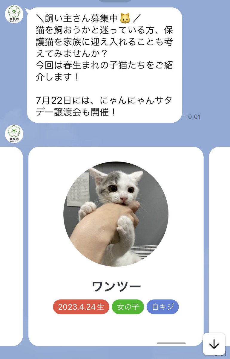 c_chan1110's tweet image. 犬派の私を揺らがす、奈良市役所の公式LINE。たまに送られてくる保護猫譲渡会のお知らせがかなり良く、うちは飼えないが、この通知をとても楽しみにしている。例えば、まず猫達のネーミングセンスが良い（画像1）。そして前のお知らせ一覧にいた猫がいなくなっていると「いい家族みつかったかな」と想…