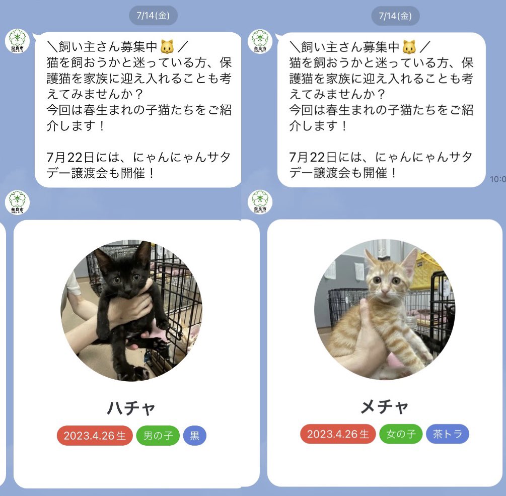 c_chan1110's tweet image. 犬派の私を揺らがす、奈良市役所の公式LINE。たまに送られてくる保護猫譲渡会のお知らせがかなり良く、うちは飼えないが、この通知をとても楽しみにしている。例えば、まず猫達のネーミングセンスが良い（画像1）。そして前のお知らせ一覧にいた猫がいなくなっていると「いい家族みつかったかな」と想…
