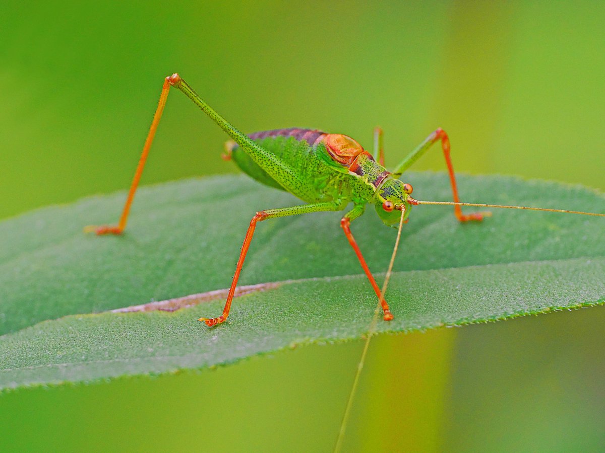 #MyGardenInsectPhotography - 23 September 2023.
