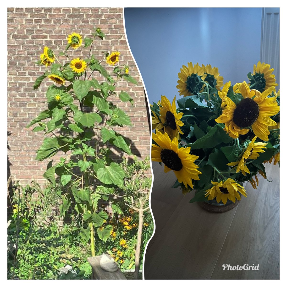 Guido Rijnja tweet media