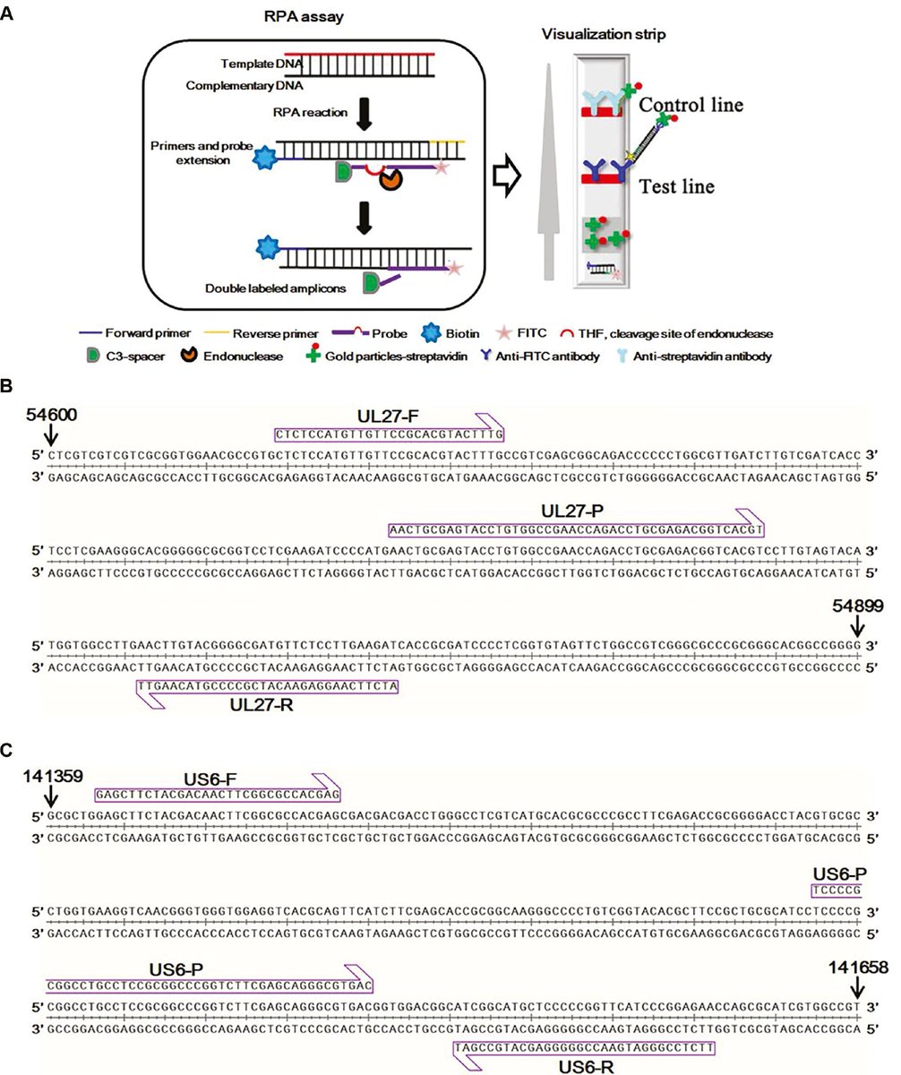 ZoonosesJ's tweet image. Rapid and Visual Detection of Monkey B Virus Based on Recombinase Polymerase Amplification #bvdiagnosis #recombinasepolymeraseamplification #poctesting zoonoses-journal.org/index.php/2023…