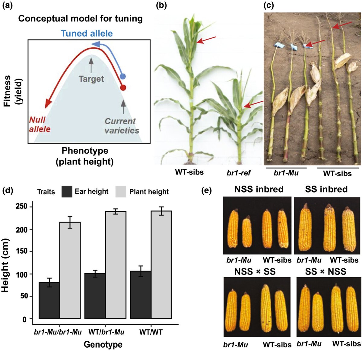 Parallel tuning of semi-dwarfism via differential splicing of Brachytic1 in commercial maize and smallholder sorghum Jiao et al. @CropAdaptation @fanna_maina @Sorg_Millet_Lab 📖 ow.ly/QT9E50POy4O