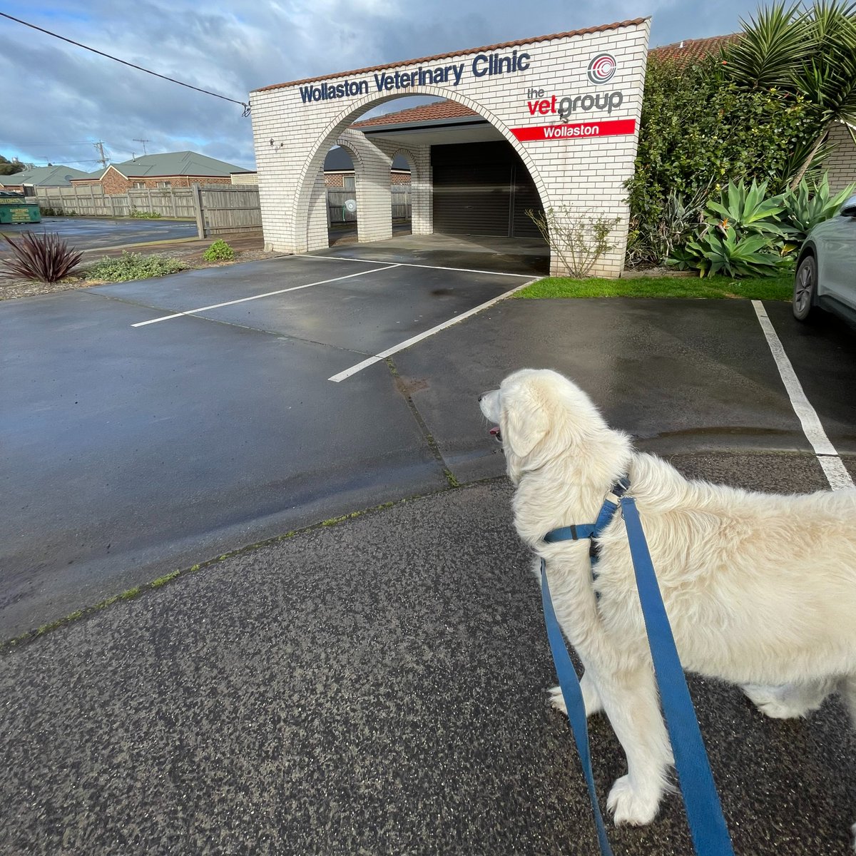 Thank you The Vet Group - Pet Care  Warrnambool for renewing your sponsorship of the Middle Island Project for another year! 🐧🐶We are so grateful for all the annual vaccines, check-ups, and together with Nexgard Spectra, flea and worm treatments you provide for our dogs🐶🥰