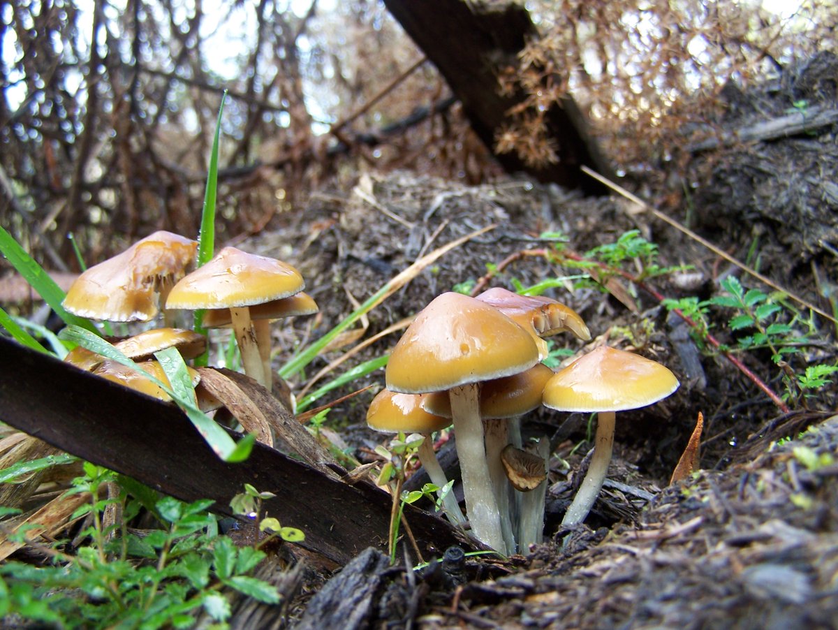 🍄 Uncover the mysteries of Australian Magic Mushrooms with Dr. Alistair McTaggart, a mycologist on a mission! Join the conversation as he delves into the world of psilocybin fungi on 4ZZZ with Eliot Rifkin. 🎙️Listen now: bit.ly/48tiFeV